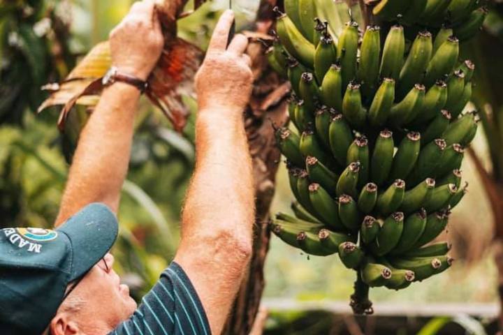 banana tour