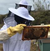 Bee tour