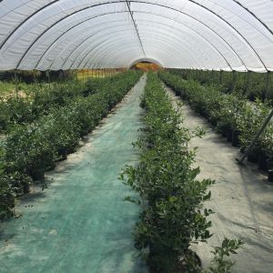 blueberry farm tour