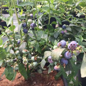 blueberry farm tour