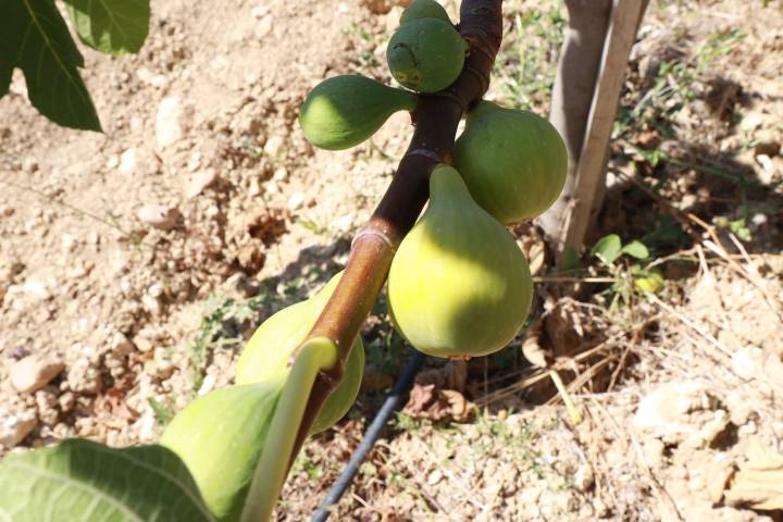 Fig farm experience