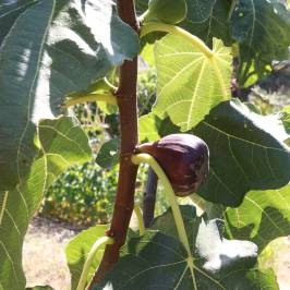 Fig farm experience
