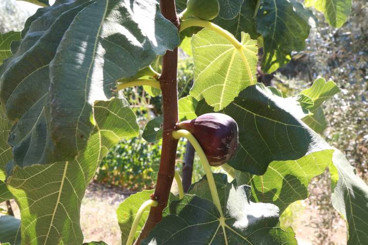 Fig farm experience