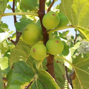 Fig farm experience