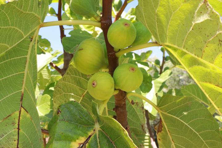 Fig farm experience