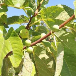 Fig farm experience