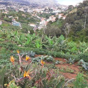 banana farm tour Madeira