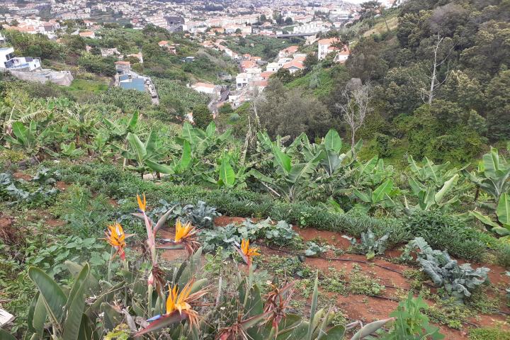 banana farm tour Madeira