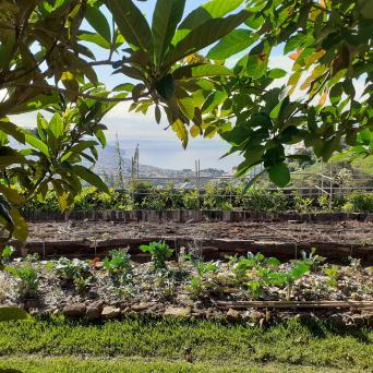 banana farm tour Madeira