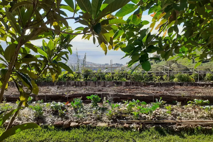 banana farm tour Madeira