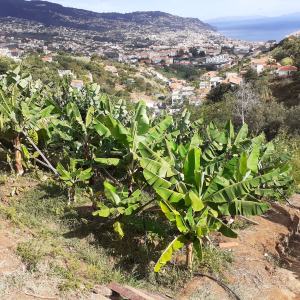 banana farm tour Madeira