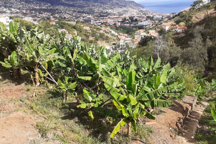 banana farm tour Madeira