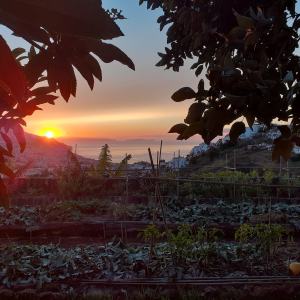 banana farm tour Madeira