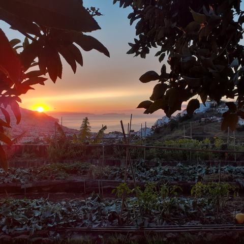 banana farm tour Madeira