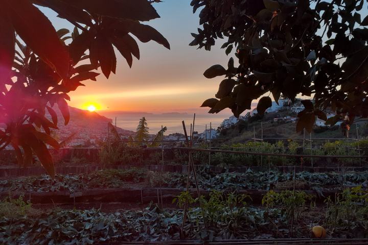 banana farm tour Madeira
