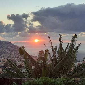 banana farm tour Madeira