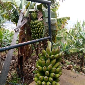 banana farm tour Madeira