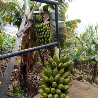 banana farm tour Madeira