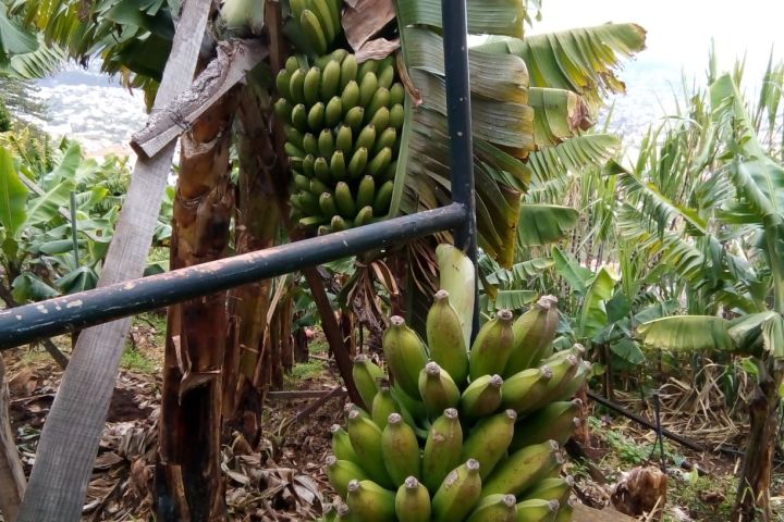 banana farm tour Madeira
