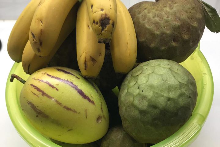 banana farm tour Madeira