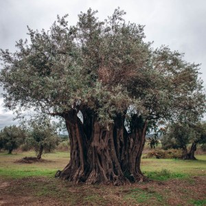 a close up of a tree