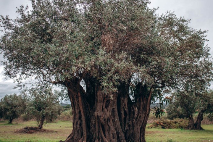 a close up of a tree