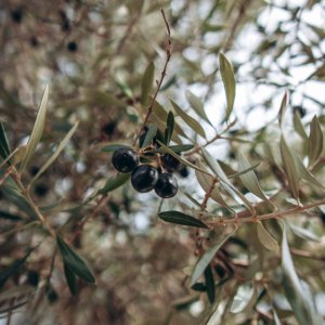a bird sitting on a branch