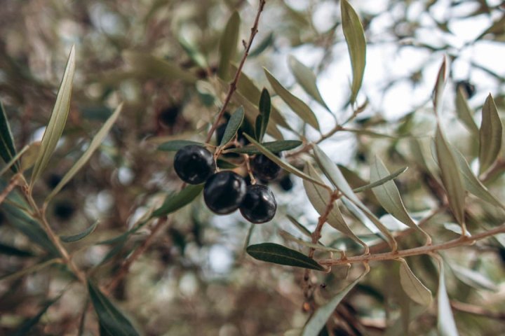 a bird sitting on a branch