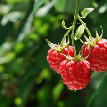 Raspberry farm tours