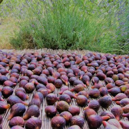 Organic figs farm tour