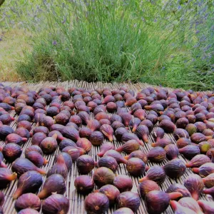 Organic figs farm tour