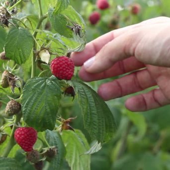 Raspberry farm tour