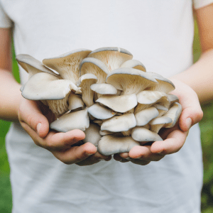 Enjoying a tour in a mushroom farm