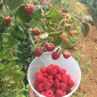 Raspberry