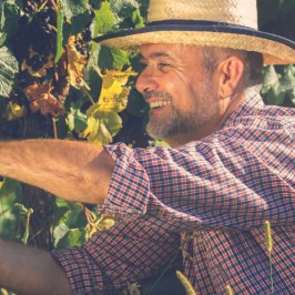 A man picking up grapes