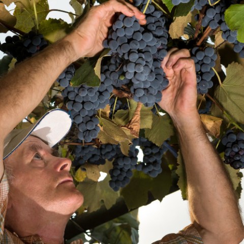 A man picking up grapes