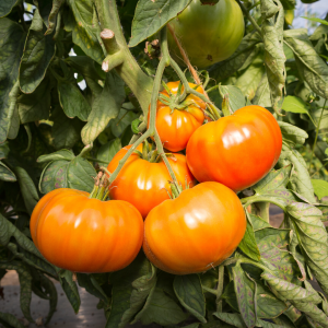 permaculture farm tours