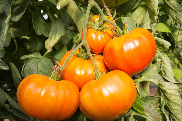 permaculture farm tours