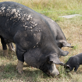 permaculture farm tour