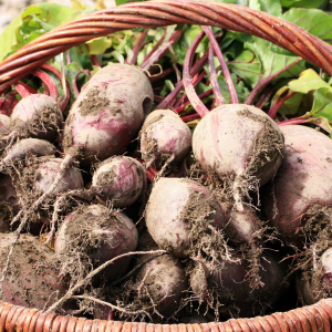 permaculture farm tours