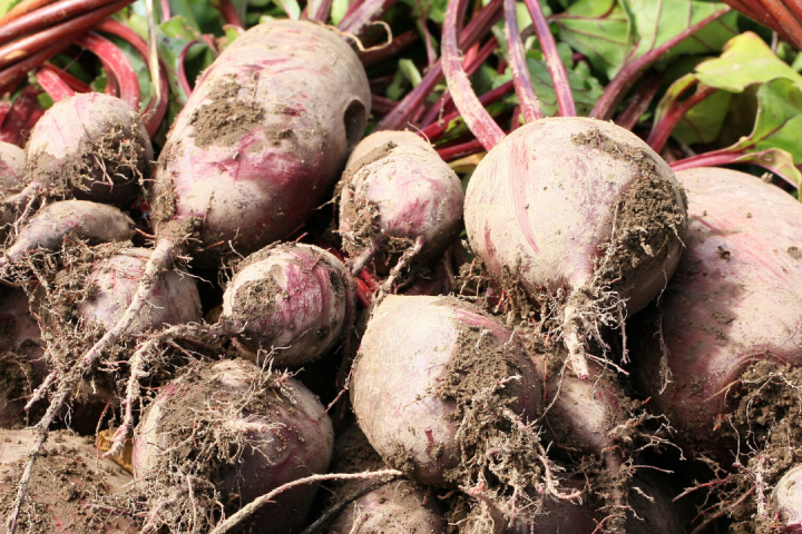 permaculture farm tours