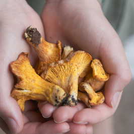 a hand holding a fruit