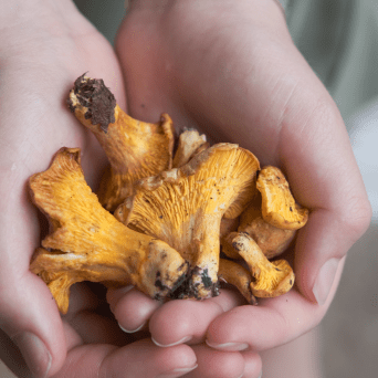 a hand holding a fruit
