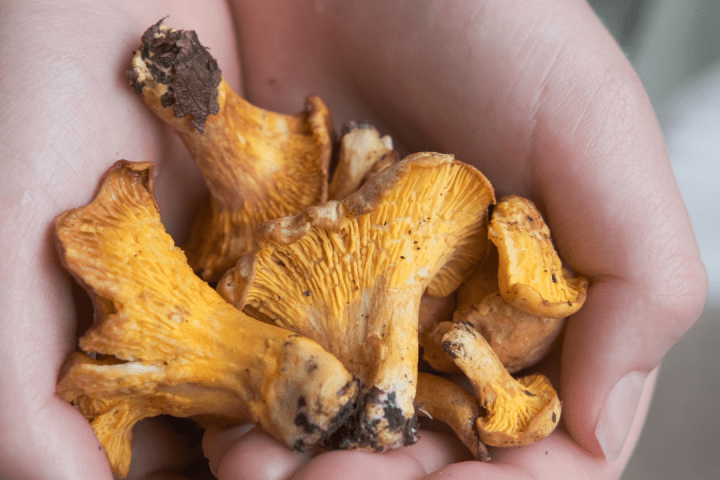 a hand holding a fruit