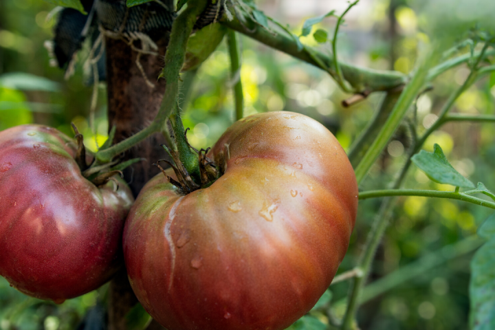 permaculture farm tours