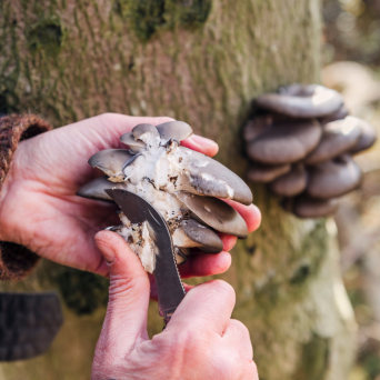 a hand holding an animal