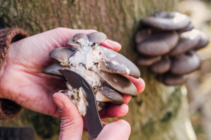 a hand holding an animal