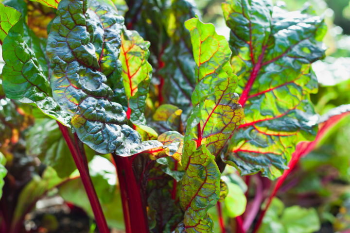 Permaculture Farm Tours