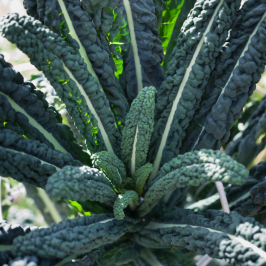 permaculture lisbon tours