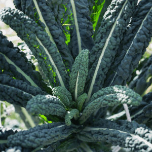 permaculture lisbon tours